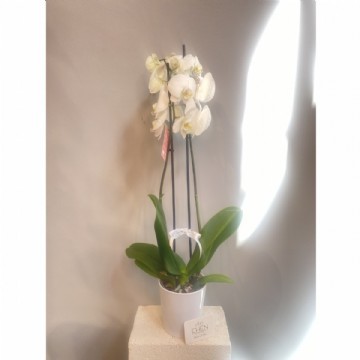Beyaz Orkide